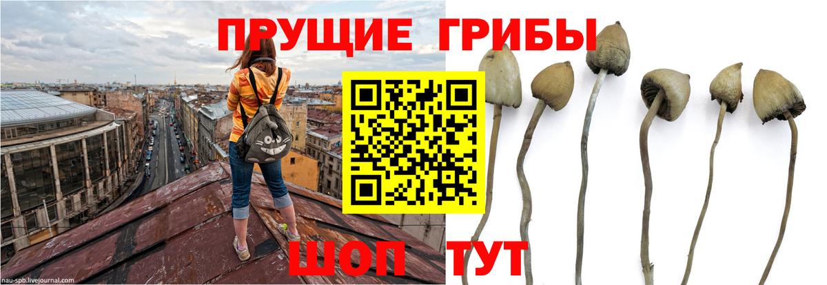 Псилоцибиновые грибы Magic Shrooms  Вход с VPN  даркнет сайт  Апатиты  Псилоцибиновые грибы Magic Shrooms 